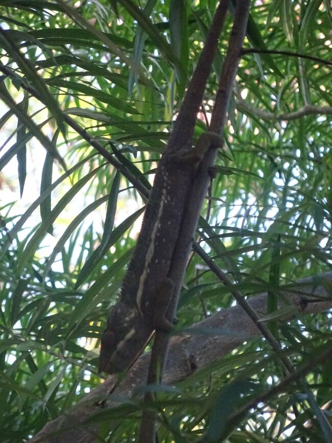 H内に居たカメレオン