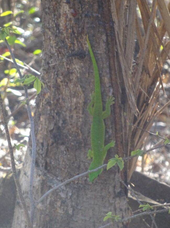 グリーンヤモリ