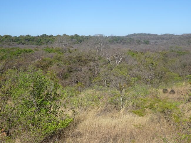サバンナ地帯ですが、差があります。中央部は葉が落ちる。奥は緑のある所は２０％葉が落ちる。４月は乾季　キツネザルが住むのに良い。石灰岩の所にツィンギーがあります。