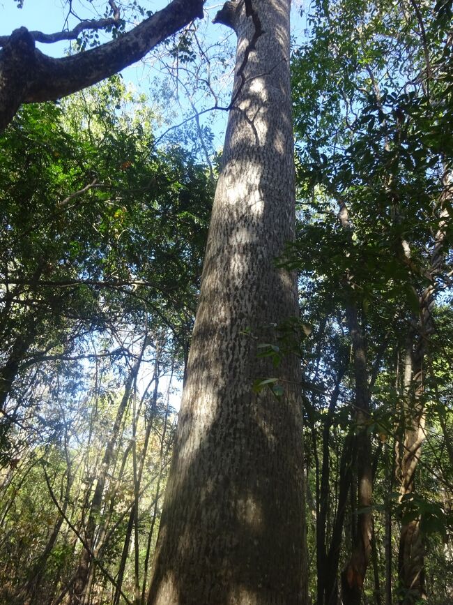 マダガスカル固有のバオバブの木（北部には３種あり）