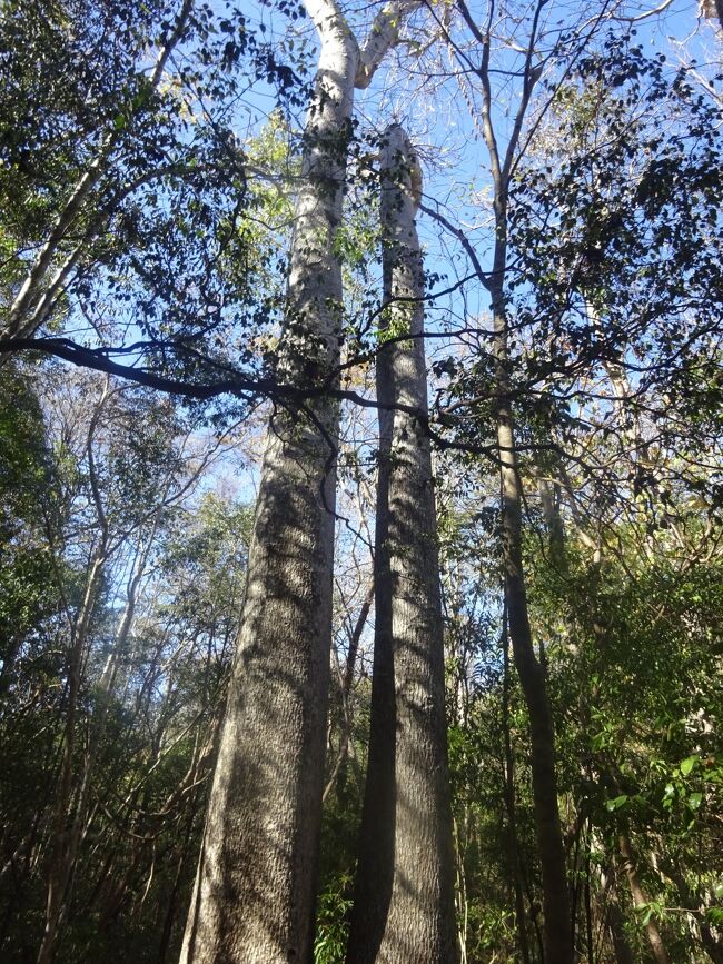 マダガスカル固有のバオバブの木（北部には３種あり）