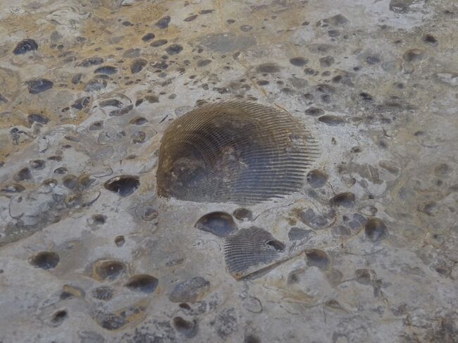 貝の化石