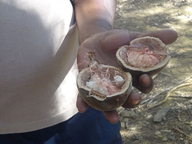 バオバブの実（アフリカ本土の実よりCaが多い。精力剤になる。）
