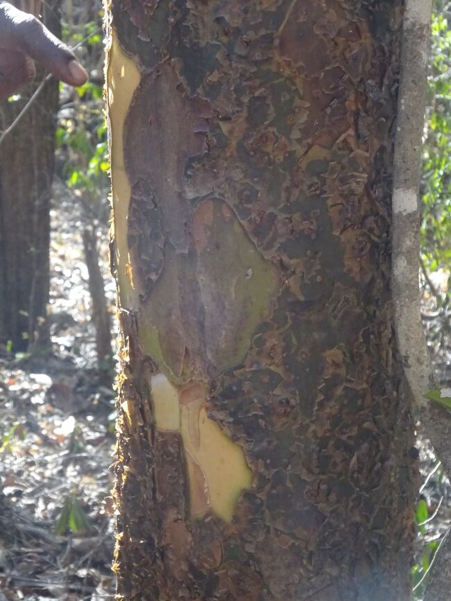 バザーツリー（乾期に木肌が剥げれる。雨期には取れない。白人の肌が弱い為、バザーと呼ぶ。葉はない。