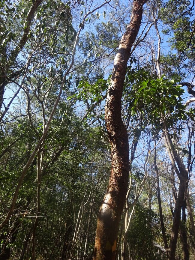 バザーツリー（乾期に木肌が剥げれる。雨期には取れない。白人の肌が弱い為、バザーと呼ぶ。葉はない。
