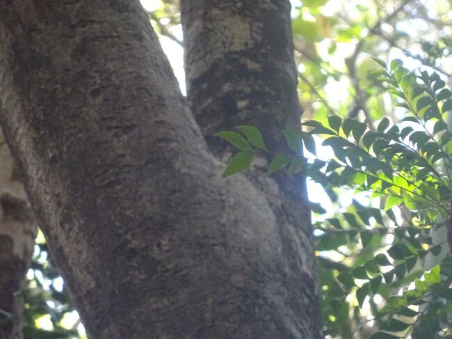 アンカラナイタチザル（瞼は閉じれない為、唾で目を潤す。）