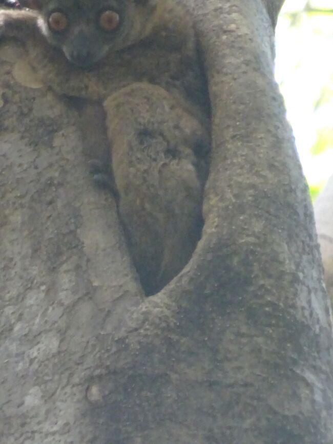 アンカラナイタチザル（瞼は閉じれない為、唾で目を潤す。）アイアイは２０００年以後、ここでは見かけません。