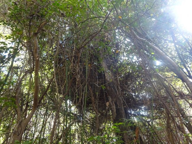 ツタが集中している所に休む為、巣を作る。（巣を作る習性はない。）