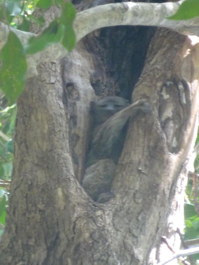夜行性のキツネザル（茶色）