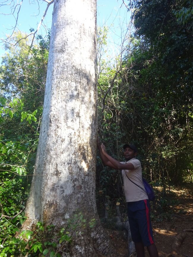 ディボーシア（バオバブでない。）叩いてドラムとして使う。カエデの種類で叩いています。王様が隠れるのにこの木を使う。中は空洞）