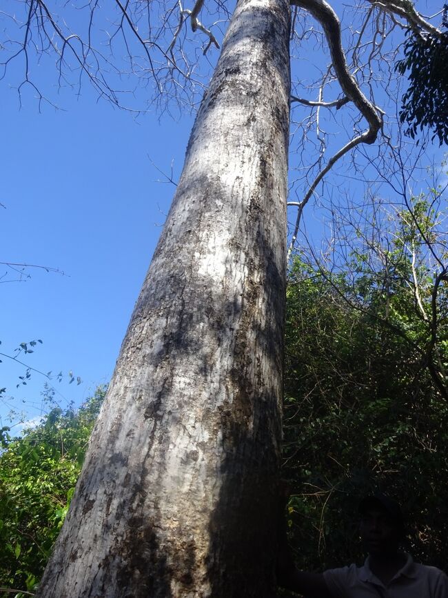 ディボーシア（バオバブでない。）叩いてドラムとして使う。カエデの種類で叩いています。王様が隠れるのにこの木を使う。中は空洞）