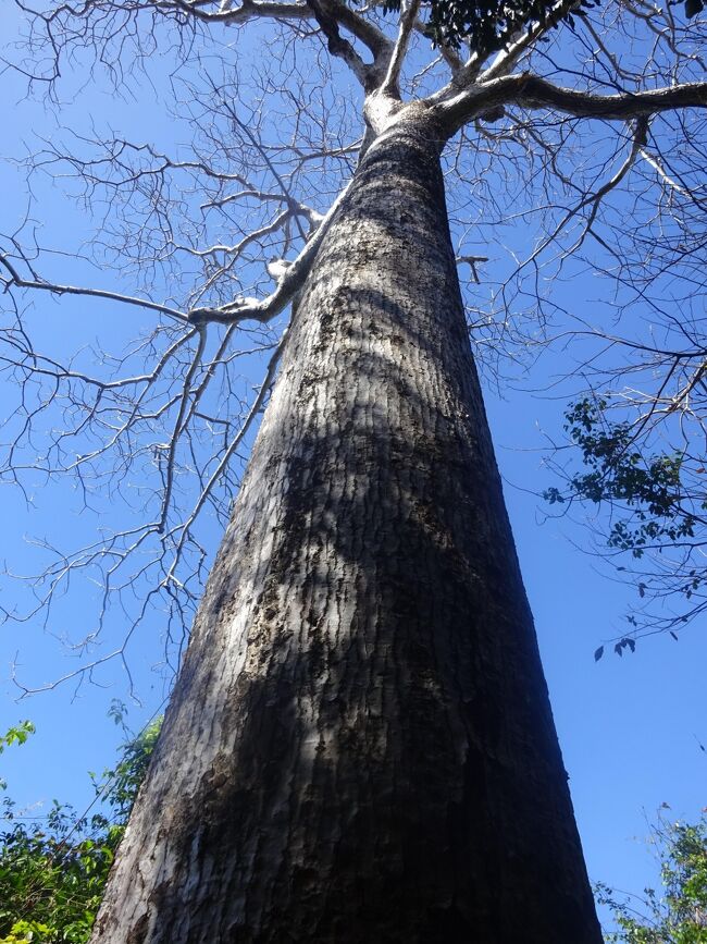 ディボーシア（バオバブでない。）叩いてドラムとして使う。カエデの種類で叩いています。王様が隠れるのにこの木を使う。中は空洞）