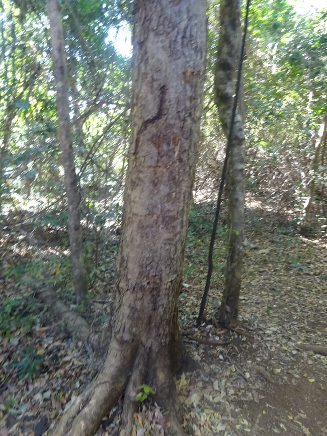 パリサンダー（ローズウッド）