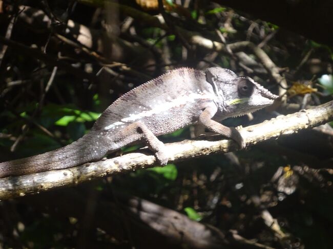 パンサーカメレオン