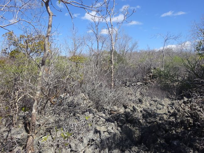 段々、岩の先端が鋭くなる所もあり、気を付けて歩きます。