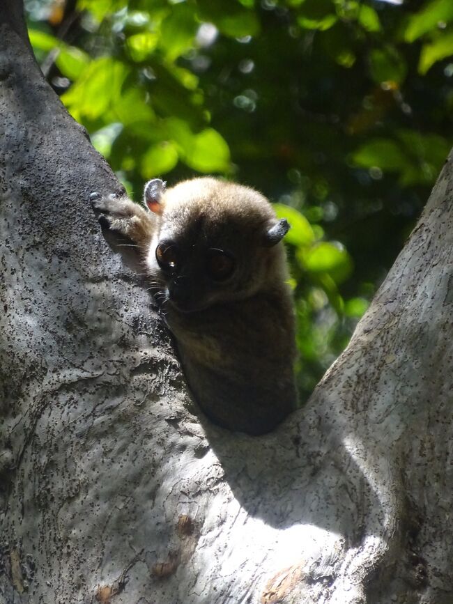 イタチキツネザル