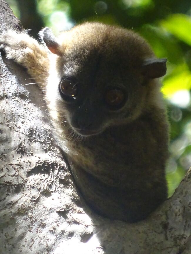 イタチキツネザル