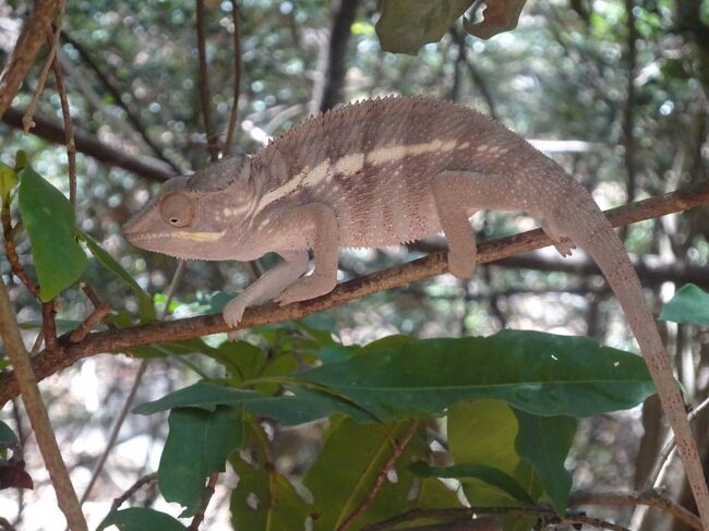 パンサーカメレオン