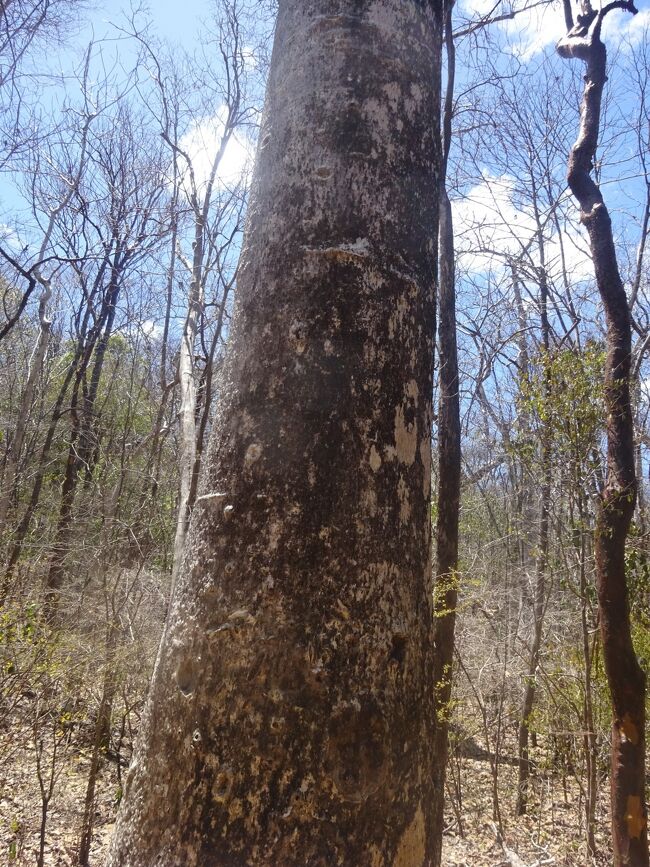 バオバブ（ザー）