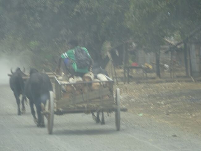 （車窓風景）ゼブ牛車