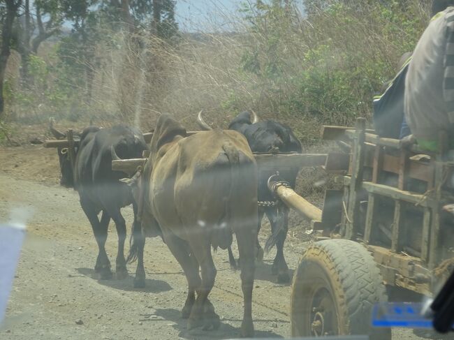 （車窓風景）ゼブ牛車