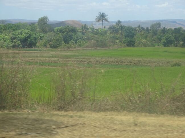 （車窓風景）水田