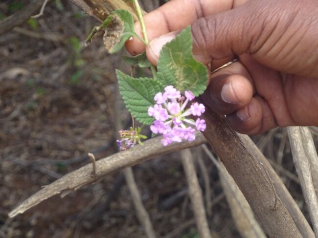 ランタナ（匂いが良い。鼻閉に効きます。）
