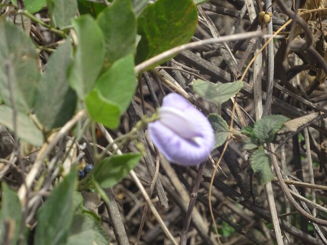 クリトラアラシバ