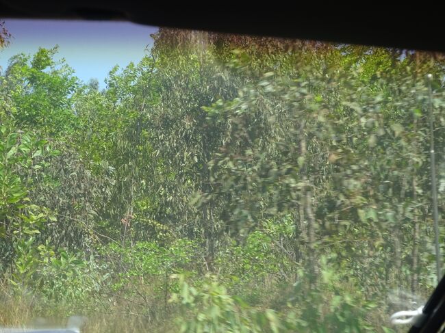 （車窓風景）ユーカリの木（ユーカリは成長が早い。薪に良い。水分を吸収する為、土には良くない。ユーカリの葉は酸性で鳥は殆どいない。村人が火を使う為に植えられている。）