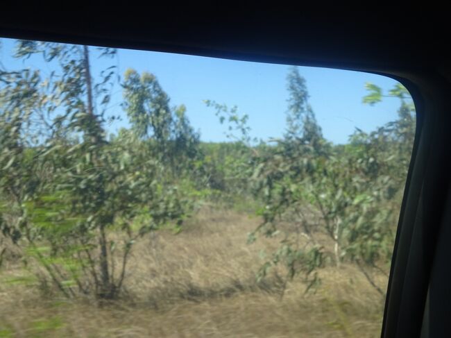 （車窓風景）ユーカリの木（ユーカリは成長が早い。薪に良い。水分を吸収する為、土には良くない。ユーカリの葉は酸性で鳥は殆どいない。）