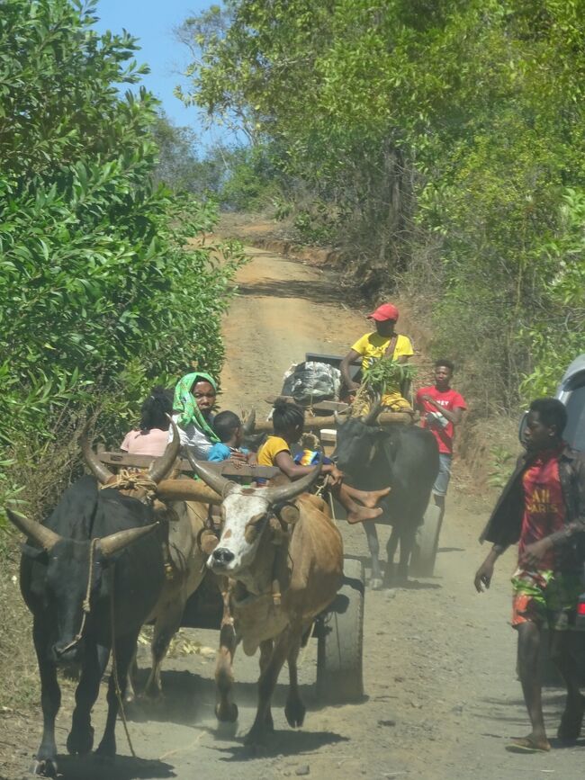 （車窓風景）ゼブ牛車
