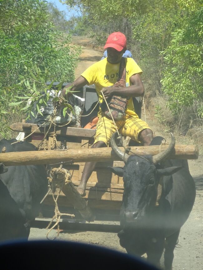 （車窓風景）ゼブ牛車