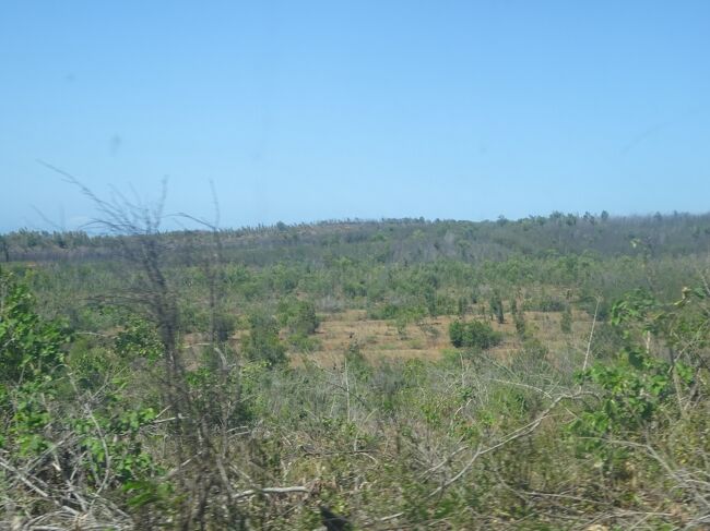 （車窓風景）一面のユーカリ