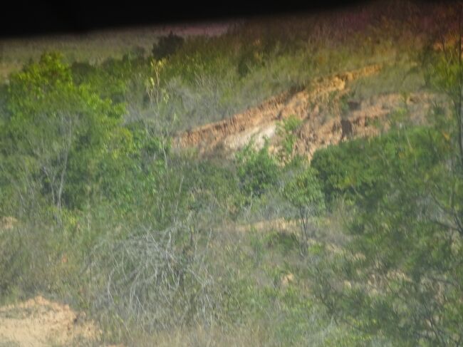 （車窓風景）ユーカリの木