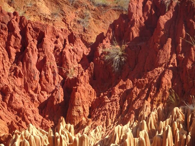 レッド・ツィンギー