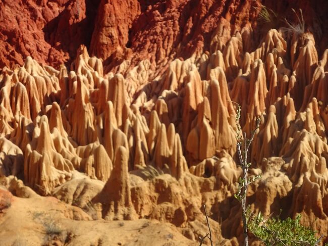 レッド・ツィンギー