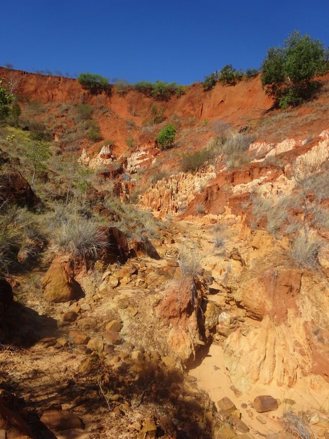 レッド・ツィンギー