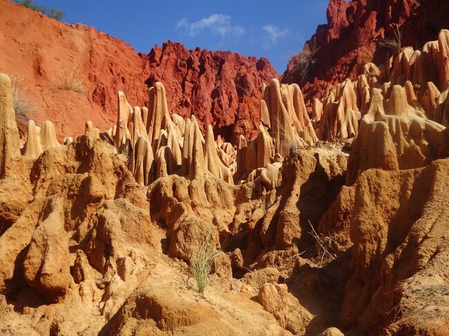 レッド・ツィンギー