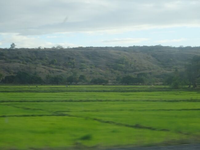 （車窓風景）水田が広がります。