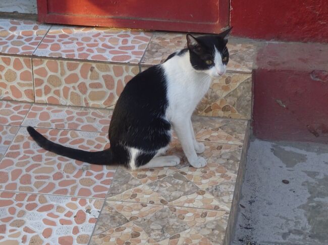 マダガスカルの猫ちゃん