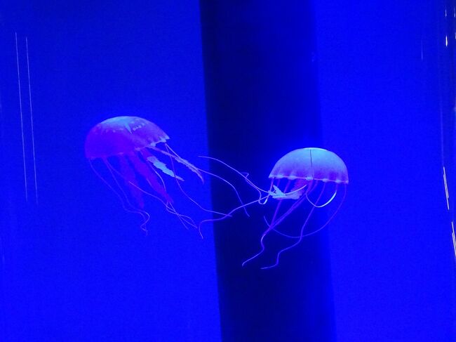 寿司バーに生きているクラゲ