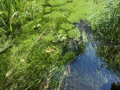 水草の緑が鮮やか。
自然に癒されて、ホテルに戻りました。
この後、ホテルのベンツで軽井沢駅まで送ってもらって「軽井沢プリンスショッピングプラザ」へ。
駐車場に車入れるの大変そうなので、助かりました(^○^)
お写真ありませんけど、とにかく広くて1日では回りきれませーん。
あらかじめ、お目当てのお店決めといて行かないと。