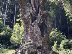 　これが大楠です。洞穴があります。樹齢3000年以上。