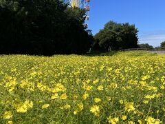 私たちは、ひたち海浜公園に行く時は、西駐車場は混んでいるので南駐車場に停めて中央ゲートから入ります。
コキアの季節は大草原フラワーガーデンにコスモスが咲くので、鑑賞しながら、みはらしの丘に向かいます。