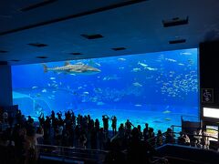 見応えある大水槽