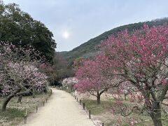 翌日行くつもりだった栗林公園を前倒しで訪問。
梅園が満開で美しいだけでなく、良い香りが漂っていました(?~? ?? ~??)