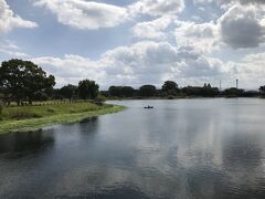 夫が父親に連れられボートに乗せてもらったという江津湖。
水前寺公園に隣接しているが、水前寺公園は時間の関係で寄らなかった。