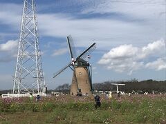 【11:19 オランダ風車「リーフデ」】
だいぶコスモスが狩り取られてしまって、コスモス畑としては微妙な感じです。
写真撮影が目的の人ならコスモスフェスタより早く来るのがおすすめ。手前に鉄塔があるので、それより向こう側から撮ったら開放感溢れる写真になります。風車の向きは風向きによって変えているそうです。
この場所、秋のコスモスだけでなく、春はチューリップ、夏はひまわりが一面に咲き誇ります。