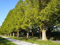 今日の最後はメタセコイア並木。1981年に防風林として植栽され、総延長2.4Km（約500本）
1994年11月に読売新聞社の「新・日本の街路樹百景」に選ばれて有名になった。