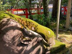 金澤神社の夢牛さんです。